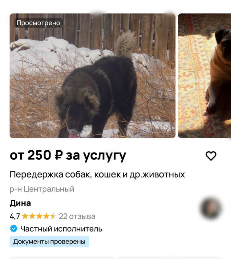 Доска объявлений в чите животные