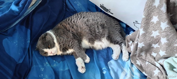 Котята в кургане на авито с фото свежие объявления