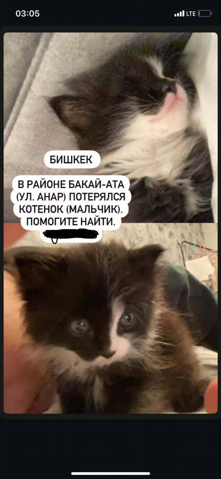 Объявление о пропаже котенка