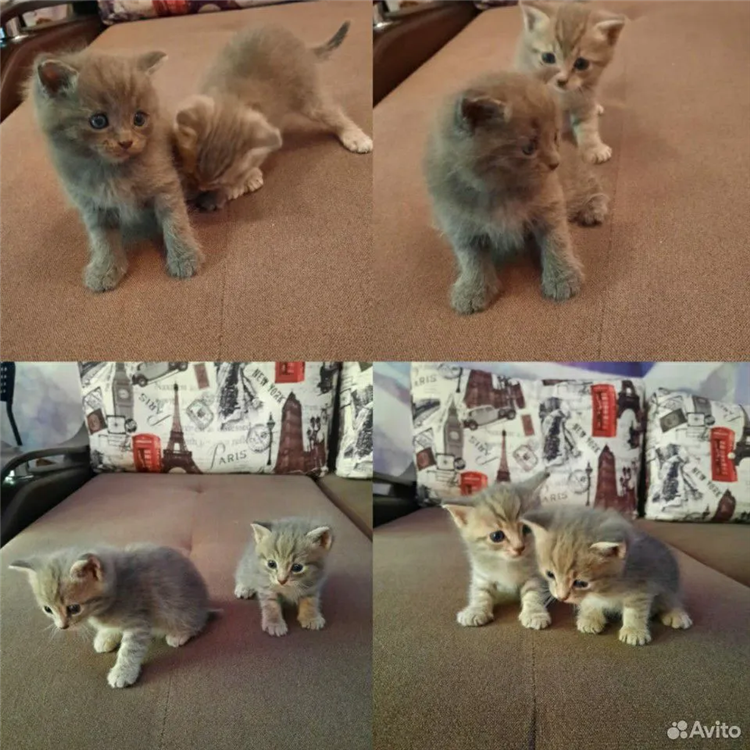 Объявление отдам котика