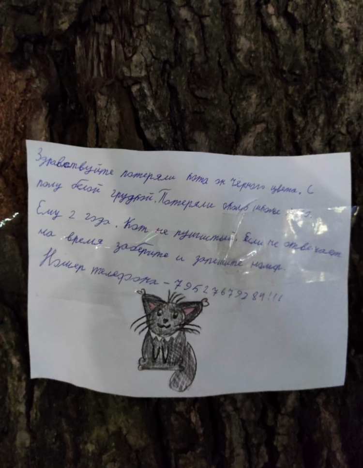 Потерялся котик объявление